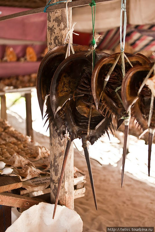 Это редкий сувенир: панцырь дрейней очень глубоководной рыбы. Остров Мабул, Малайзия
