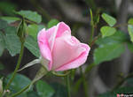 В саду из роз
