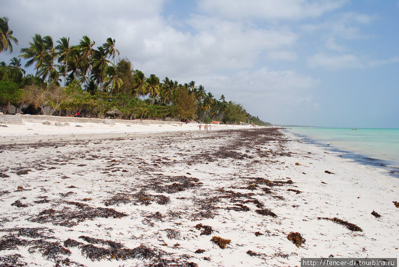 С началом отливы пляжи покрываются водрослями Остров Занзибар, Танзания
