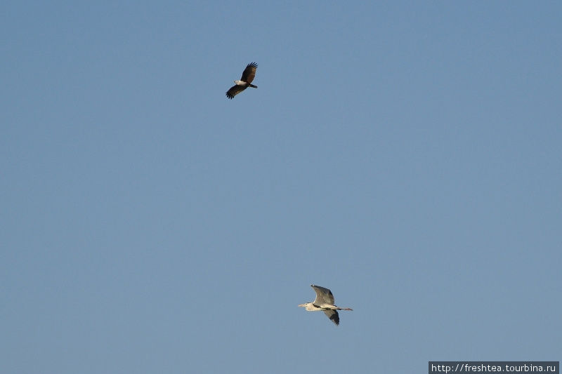 Нередко в небе над озером можно увидеть и хищника (коршуна), и мирную цаплю.
Вверху — браминский белоголовый коршун из семейства ястребиных (англ. Brahminy Kite), которого за красновато-коричневое оперение называют красноспиный морской орел (англ.Red-backed Sea-eagle), а под ним — большая цапля, привычная здесь, как у нас вороны или голуби. Гиритале, Шри-Ланка