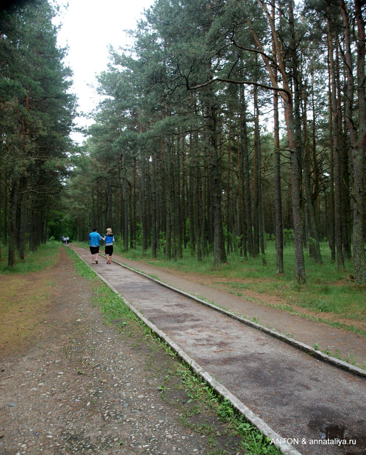 Дорожка на маршруте Высота Эфа. Куршская Коса Национальный Парк, Россия