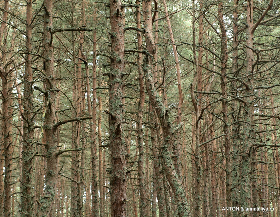 Постепенно деревья начинают искривляться. Куршская Коса Национальный Парк, Россия