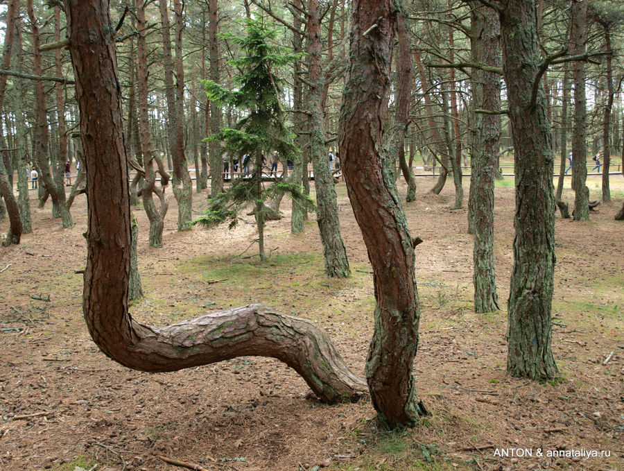 Хвойный часть. Куршская коса Танцующий лес. Национальный парк Куршская коса сосны. Танцующий лес на Куршской косе. Сосна Болотная на Куршской косе.