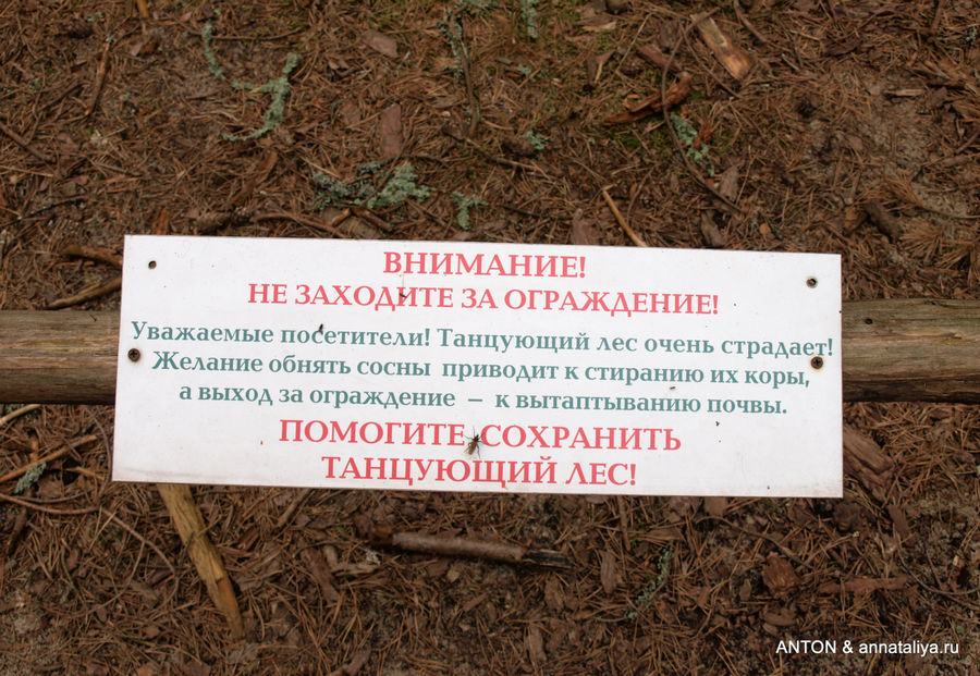 Несмотря на предупреждения, многие все равно ходят. :(( Куршская Коса Национальный Парк, Россия