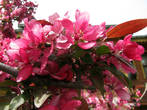 И майский цвет стамбульских райских яблонь.