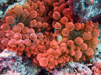 Актинии, или морские анемоны (лат. Actiniaria) — отряд морских кишечнополостных класса коралловых полипов (Anthozoa), лишённых минерального скелета. Как правило, одиночные формы. Большинство актиний — сидячие организмы, обитающие на твёрдом грунте.