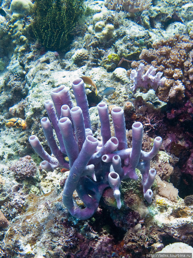 Кораллы. Остров Мабул, Малайзия