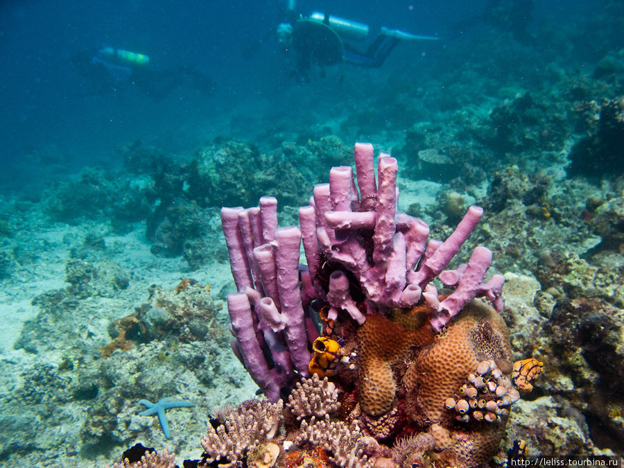 Кораллы. Остров Мабул, Малайзия