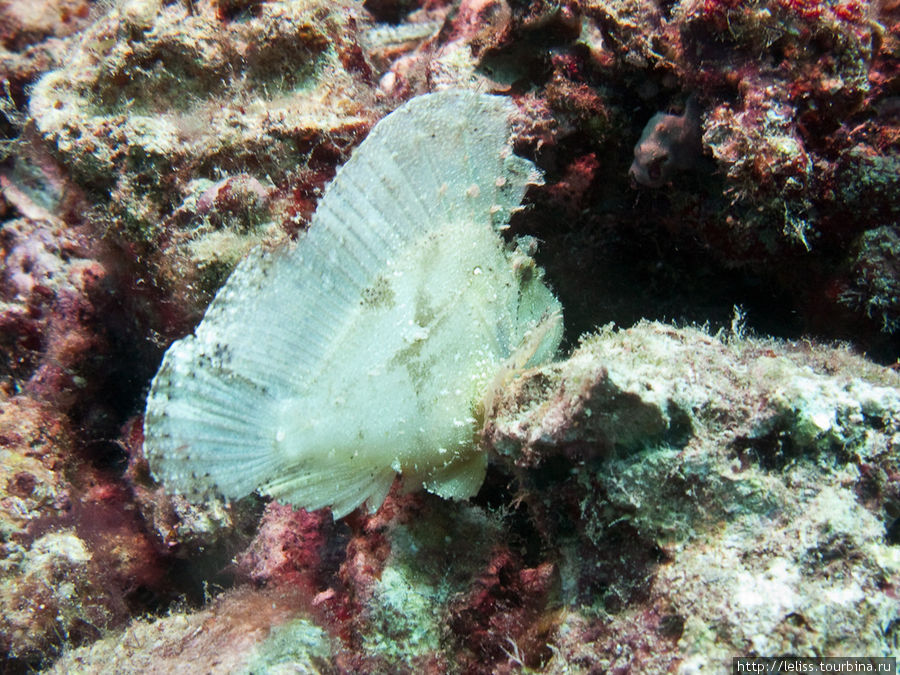 Рыбо лист другого цвета. Остров Мабул, Малайзия