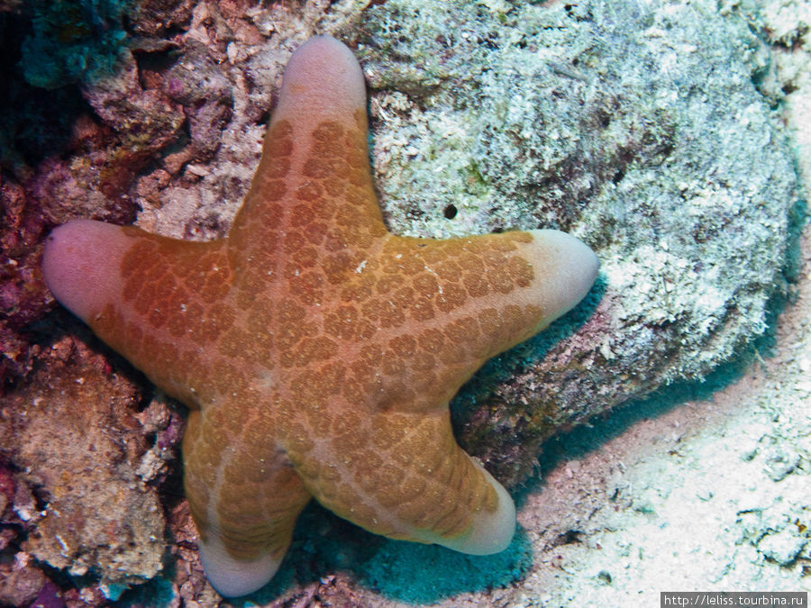 Другой вид морской звезды. Остров Мабул, Малайзия