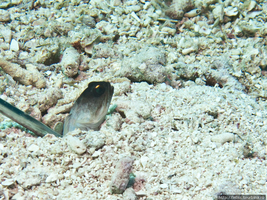 Jawfish. Тоже норная.Обычно не успеваешь сфотографировать — прячется. Остров Мабул, Малайзия