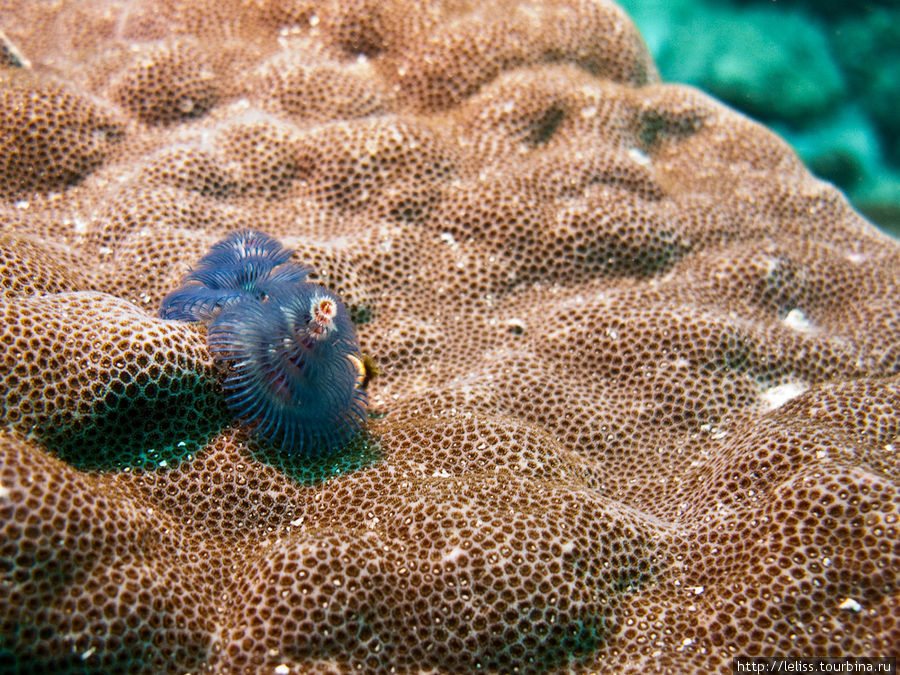 Еще морские черви. Остров Мабул, Малайзия