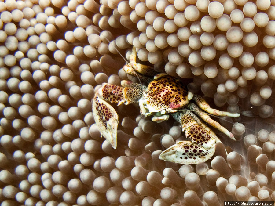 Фарфоровый крабик на актинии. Размер 1 — 1,5 см. Остров Мабул, Малайзия