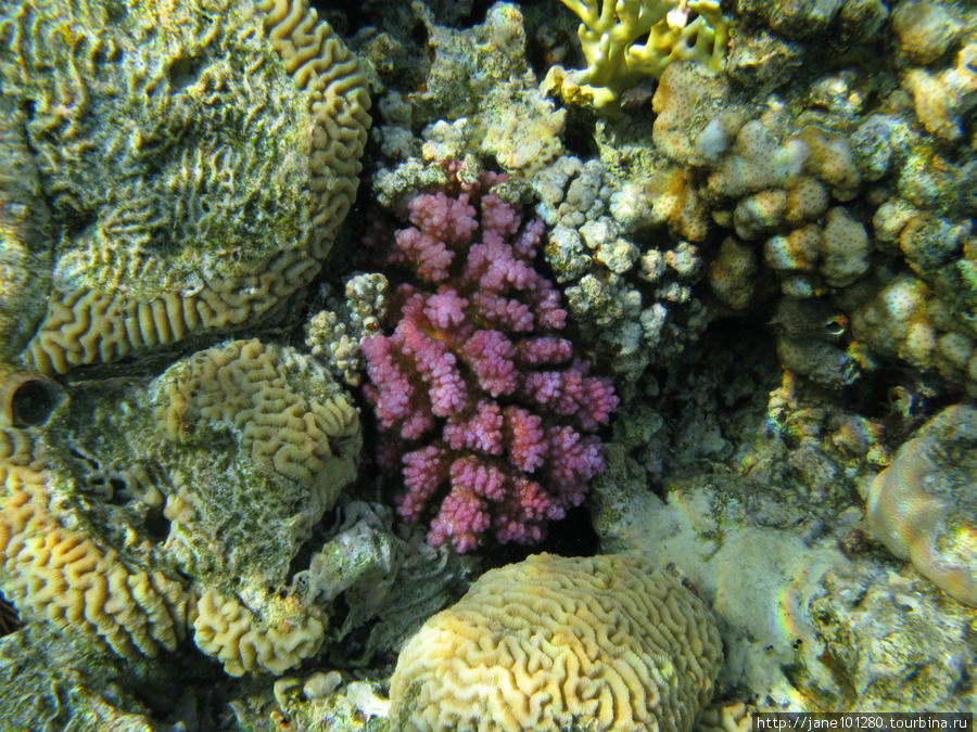 Все краски под водой - чудеса Красного моря Шарм-Эль-Шейх, Египет
