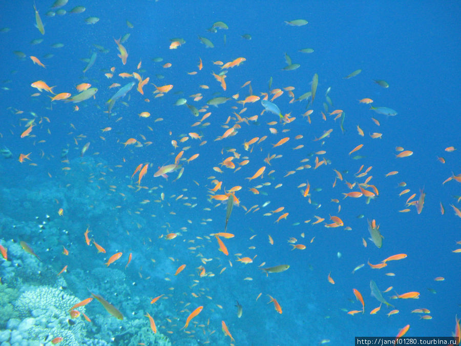 Все краски под водой - чудеса Красного моря Шарм-Эль-Шейх, Египет
