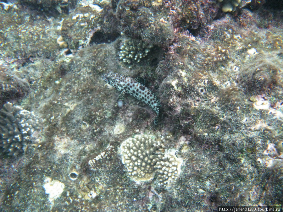 Все краски под водой - чудеса Красного моря Шарм-Эль-Шейх, Египет