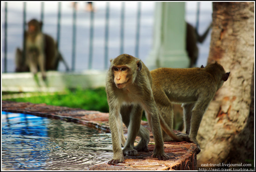 Город обезьян в Стране улыбок Лоп-Бури, Таиланд