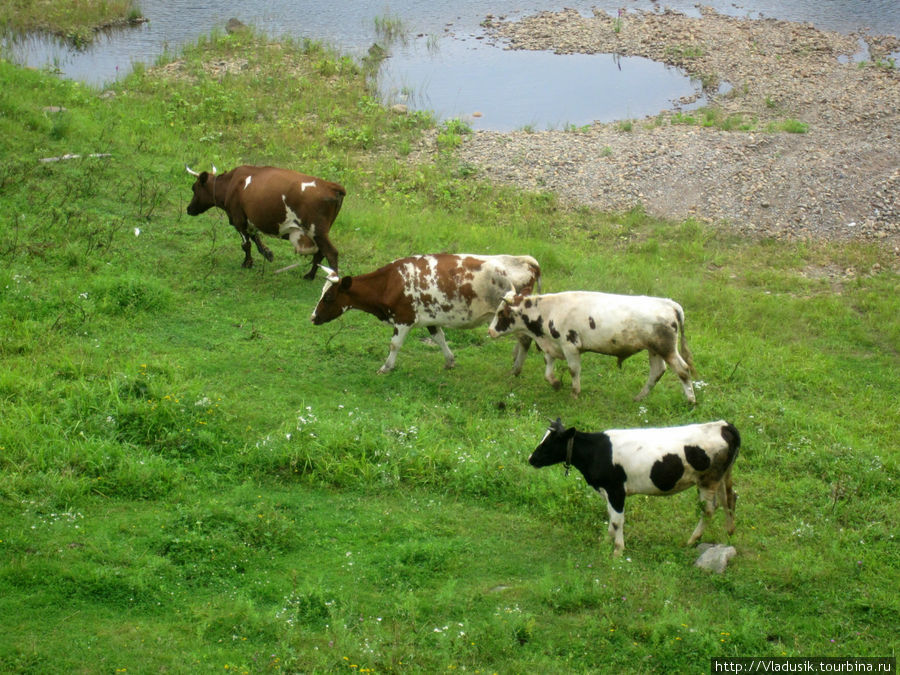 Коровы здесь очень живописные! Подпорожье, Россия