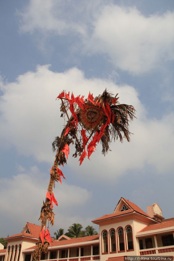 Свещенная пальма. Старый Гоа, Индия