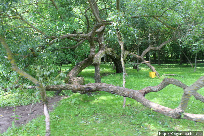 Корявое дерево Несвиж, Беларусь