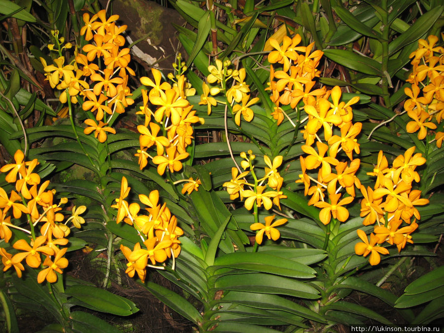 Дальше фотки из сада орхидей Сингапур (город-государство)