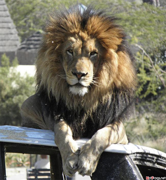 США. 04.04.10. День двенадцатый. Wild Animal Park Сан-Диего, CША