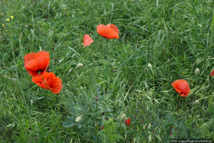 В траве сидел кузнечик Бахчисарай, Россия