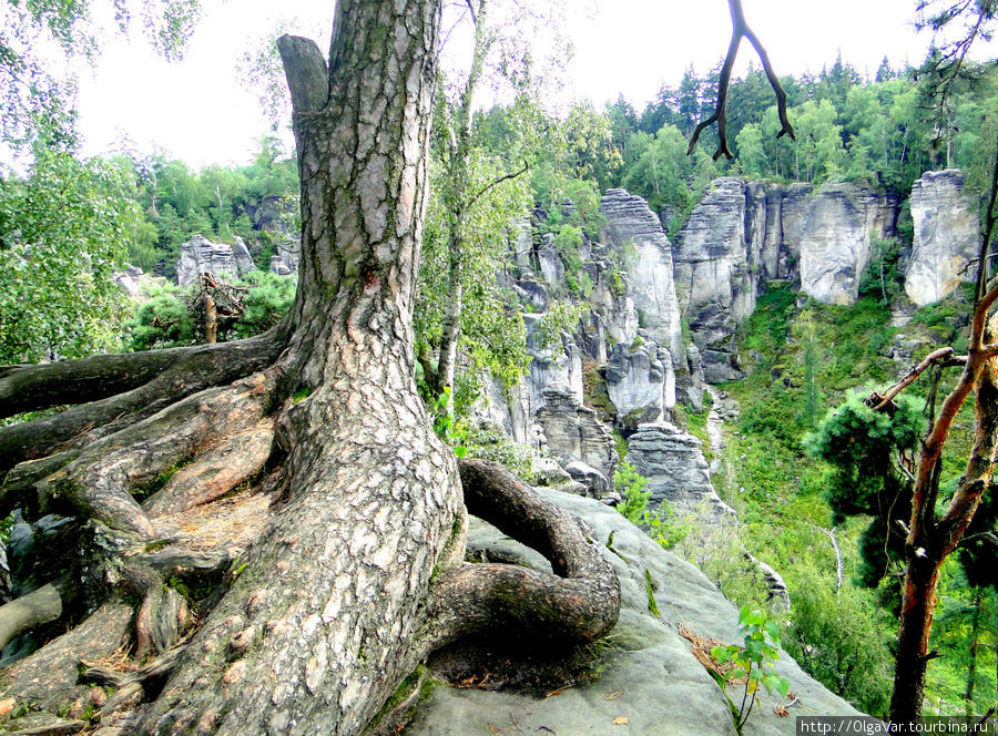 Деревья пустили корни прямо на камнях... Чешский Рай Заповедник, Чехия