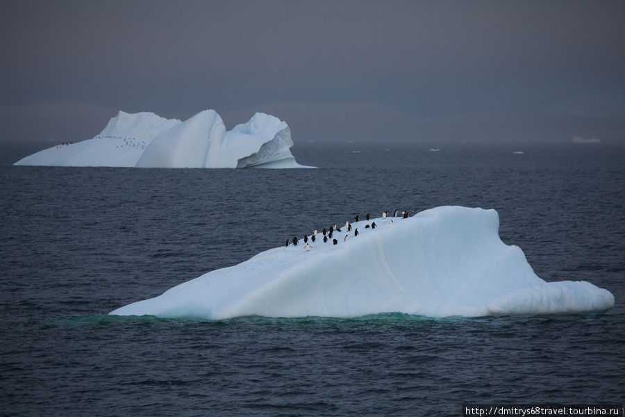 Антарктида (киты, закат). Антарктида
