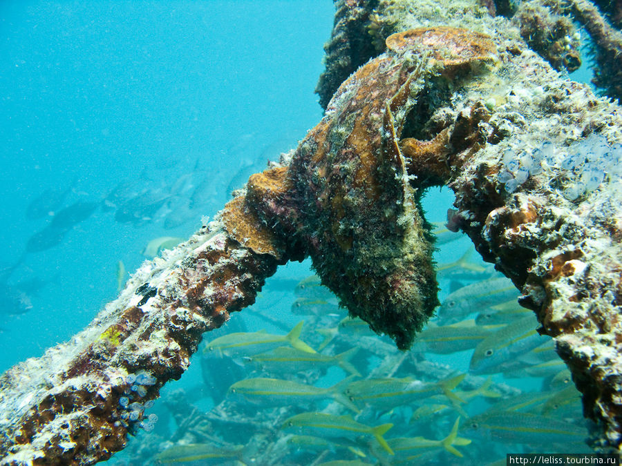 Frogfish (рыба-лягушка) Остров Мабул, Малайзия