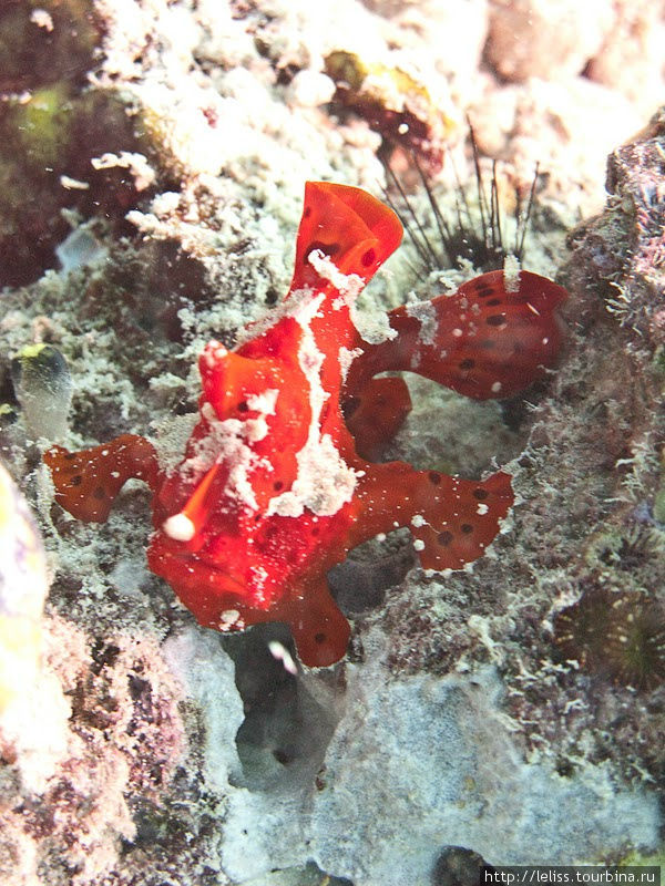 Frogfish (рыба-лягушка) Остров Мабул, Малайзия