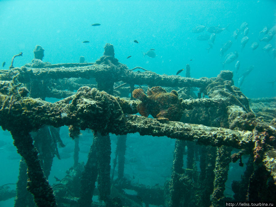 Хроника одного погружения (или и под водой бывает одиноко) Остров Мабул, Малайзия
