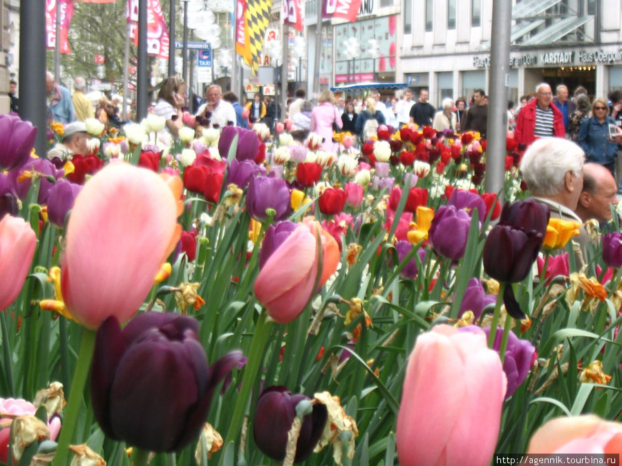Весной Кауфингерштрассе вся в тюльпанах Мюнхен, Германия