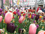 Весной Кауфингерштрассе вся в тюльпанах