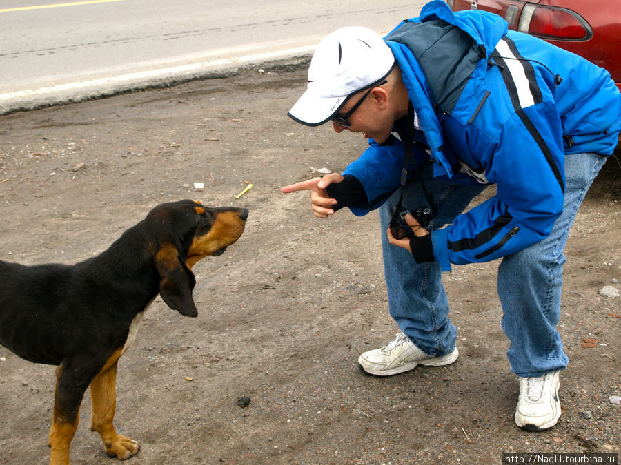 Хозяйский пес- охранник Толука-де-Лердо, Мексика