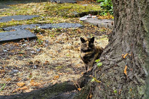 Корконианцы. Коренные...