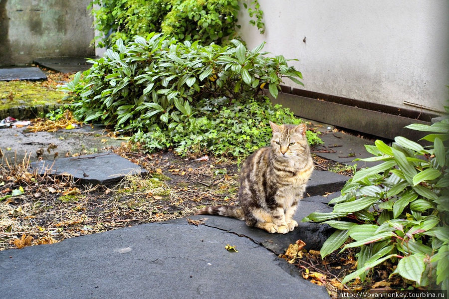 Корконианцы. Коренные... Корк, Ирландия