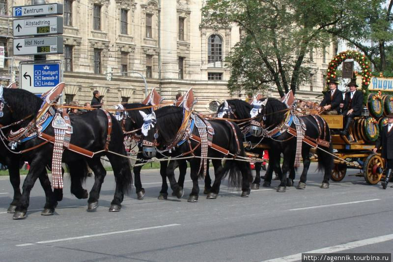 У пивоваров Августинцев черные лошади Мюнхен, Германия