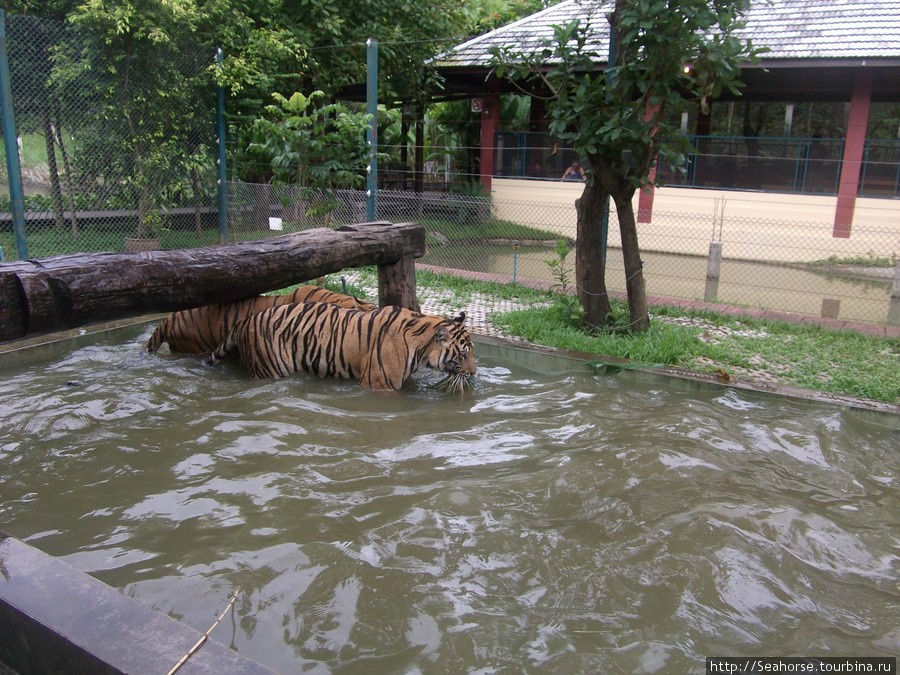 Лапала тигров в Таиланде Чиангмай, Таиланд