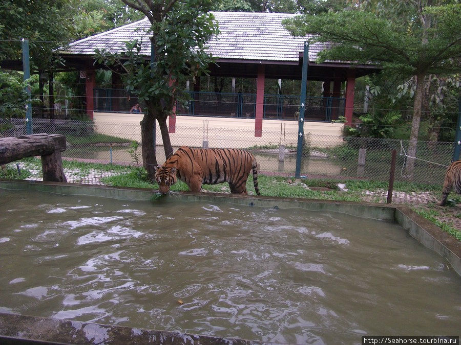 Лапала тигров в Таиланде Чиангмай, Таиланд