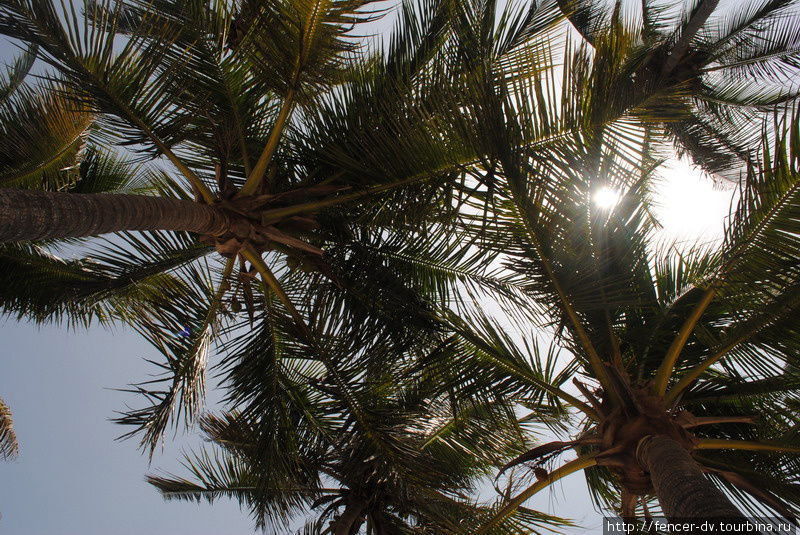 Занзибарские пальмы Остров Занзибар, Танзания