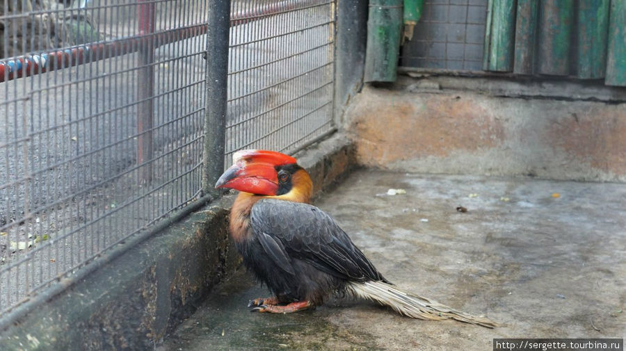 Зоопарк Манила, Филиппины