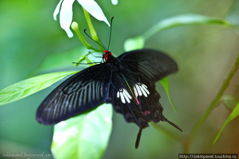 А бабочка крылышками бяк-бяк-бяк-бяк... Куала-Лумпур, Малайзия
