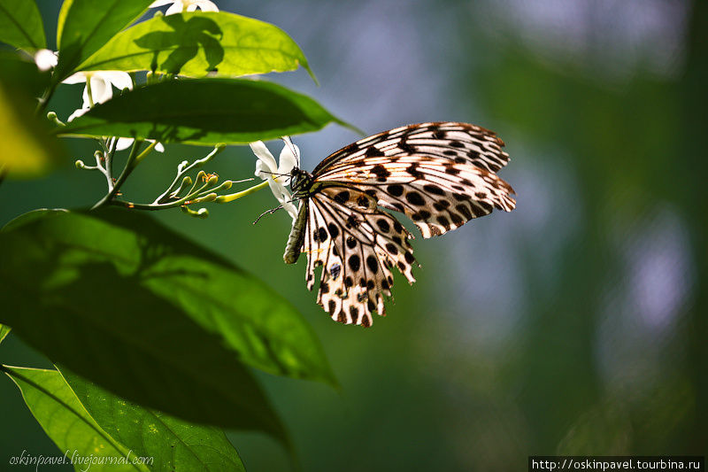 А бабочка крылышками бяк-бяк-бяк-бяк... Куала-Лумпур, Малайзия