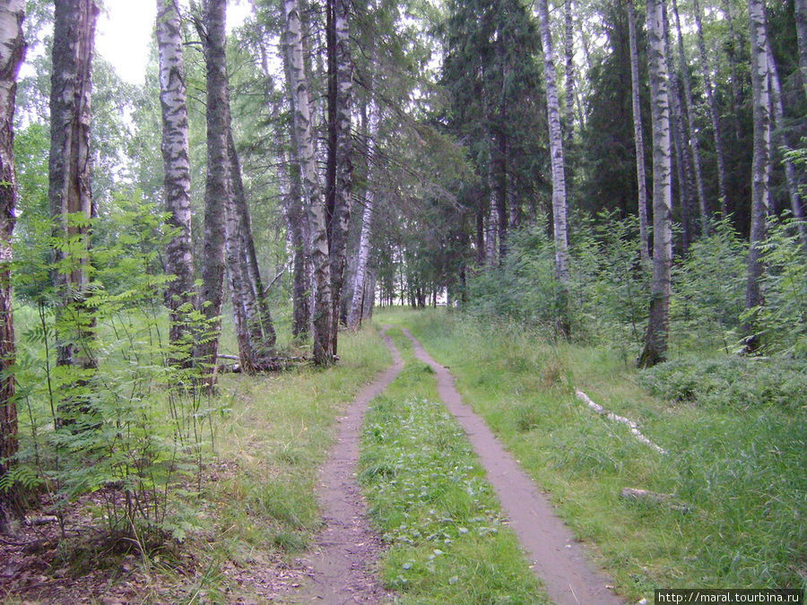 Тропинка в парке Борок, Россия