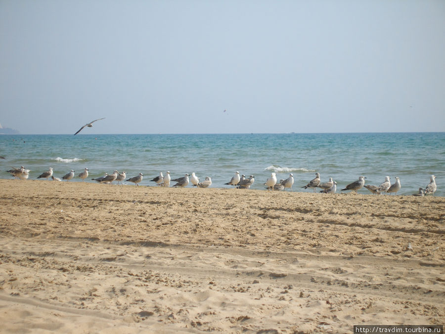 Куда не глянь везде баклан и Чёрное море.Анапа 2011г. Анапа, Россия