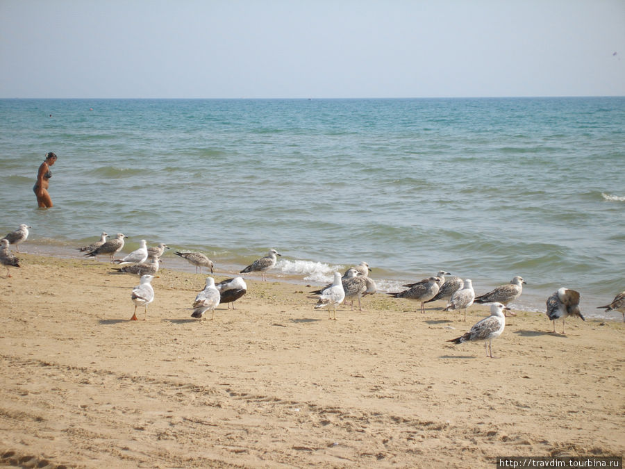 Куда не глянь везде баклан и Чёрное море.Анапа 2011г. Анапа, Россия