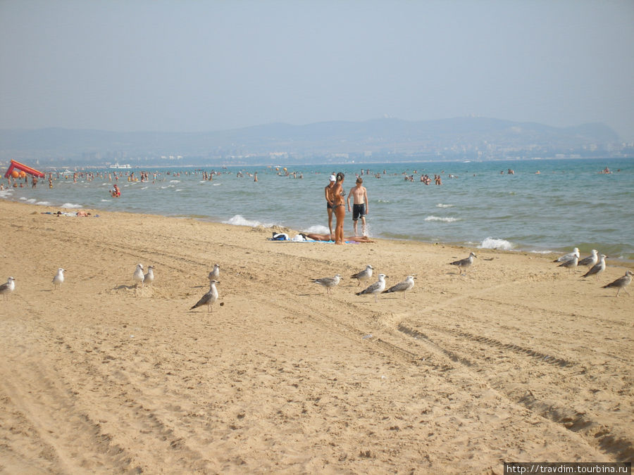 Куда не глянь везде баклан и Чёрное море.Анапа 2011г. Анапа, Россия