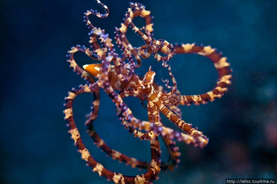Очень редкий осьминог Wonderpus octopus (Wunderpus photogenicus). Битунг, Индонезия