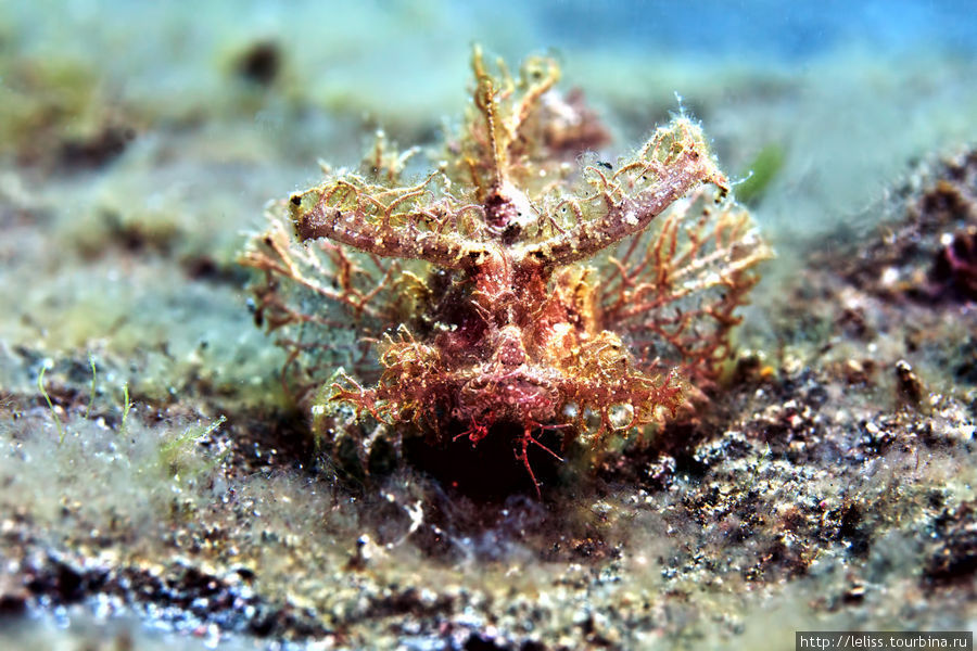 Ambon Scorpionfish
Рыбка скорпеновая, то есть ядовитая. Битунг, Индонезия